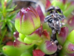 Esterhuysenia drepanophylla budding
